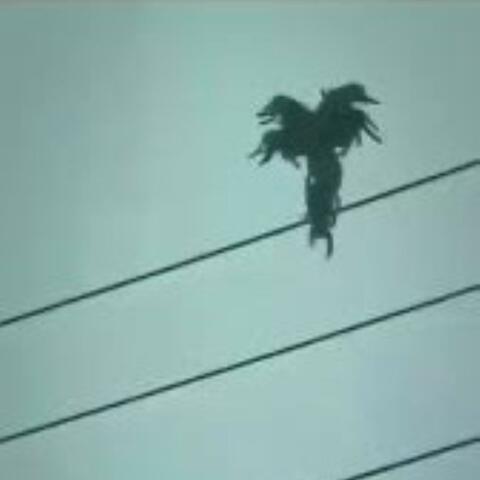 seraphim (come back baby)