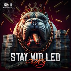 Stay Wid Led
