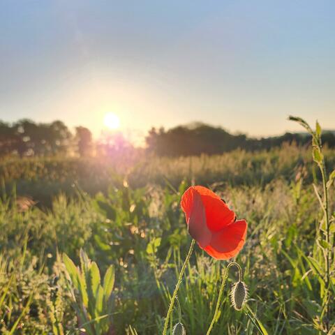 Sunset Lova