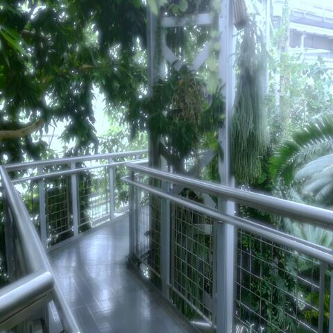 Turn into a bird 戻ってきて、愛しい人