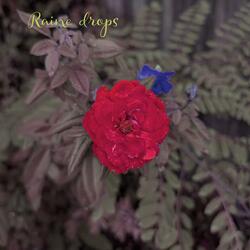Raine Drops
