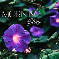 Morning Glory
