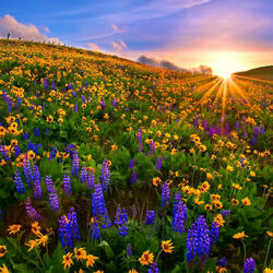 Honeybee and the Flower