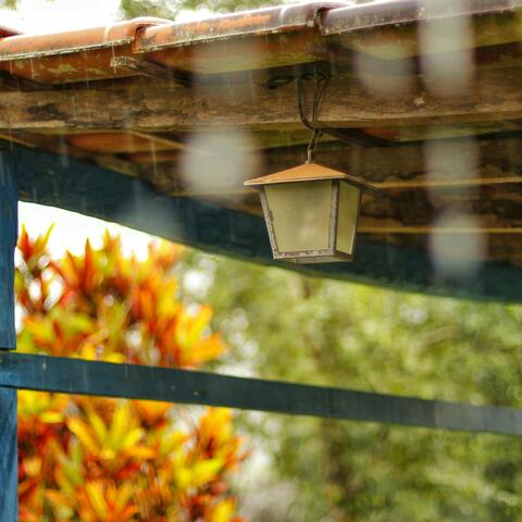 Morning Rain