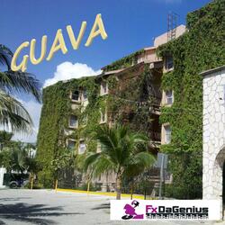 Guava