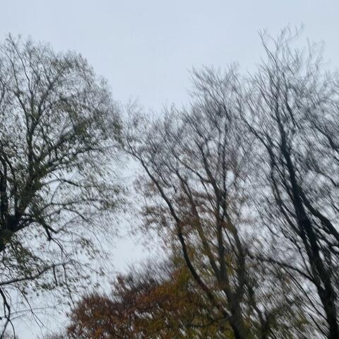 Trees Tower (Enhanced Version)