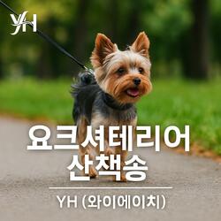 요크셔테리어 산책송