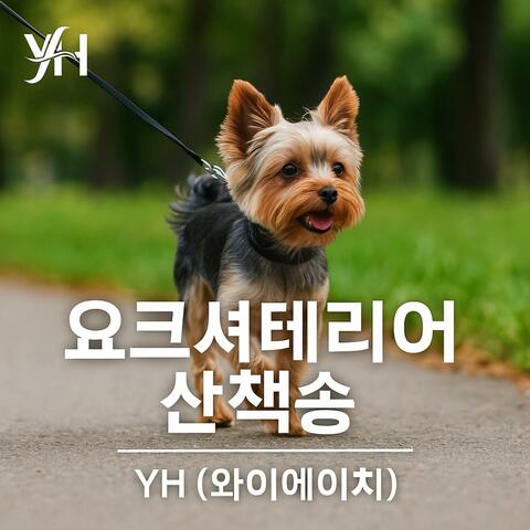 요크셔테리어 산책송