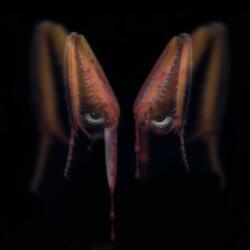 MANTIS RELIGIOSA