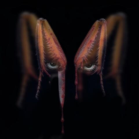MANTIS RELIGIOSA