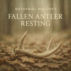 Fallen Antler Resting