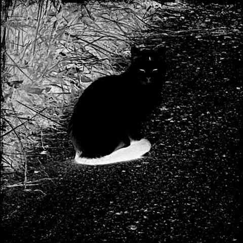 NEKOMATA BEAT TAPE
