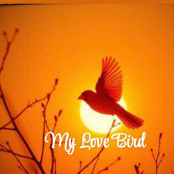 My Love Bird