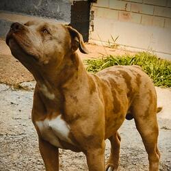 Dog Outside 2 (feat. 7Clow) (Radio Edit)