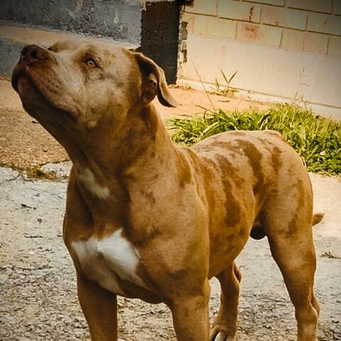 Dog Outside 2 (feat. 7Clow) [Radio Edit]