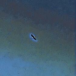 Sweet Darkness (David Whyte Poem)