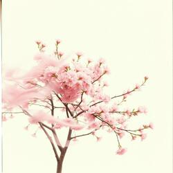 Falling Flower Affection