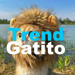 Trend Gatito Regalo