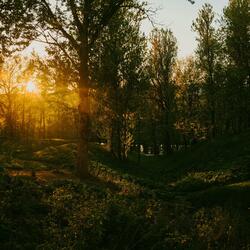 Crimson Forest Light