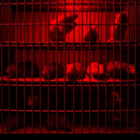 Test Subject 1.0 SCRN Archives