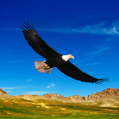 Auffahr'n wie ein Adler