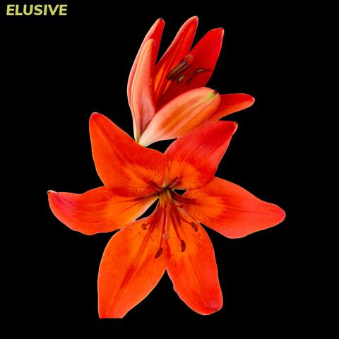 elusive