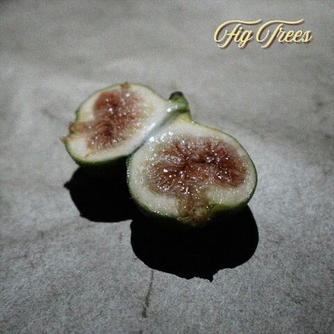 Fig Trees