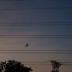 Elusive Bird