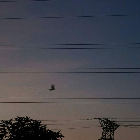 Elusive Bird