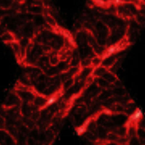 the truth (freestyle)