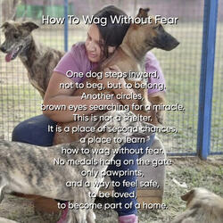 How To Wag Without Fear