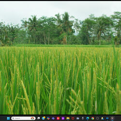 Anonas, Lugar a Namnama