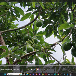 Anonas, Tahanang Walang Hanggan