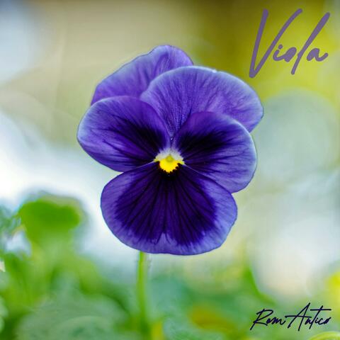 Viola