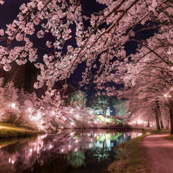Tranquil
