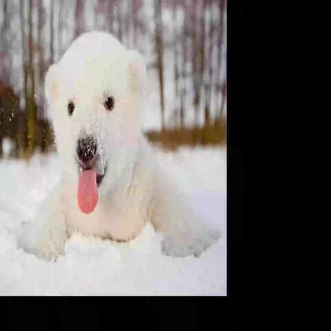 I <3 POLAR BEARS