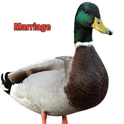 Marriage