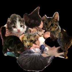 Diamonds From Africa × Hollaback Girl × Lost Umbrella