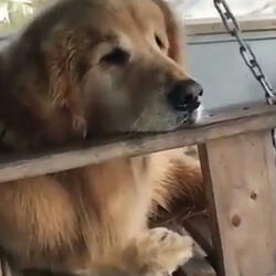 Old Dogs and Porch Swings