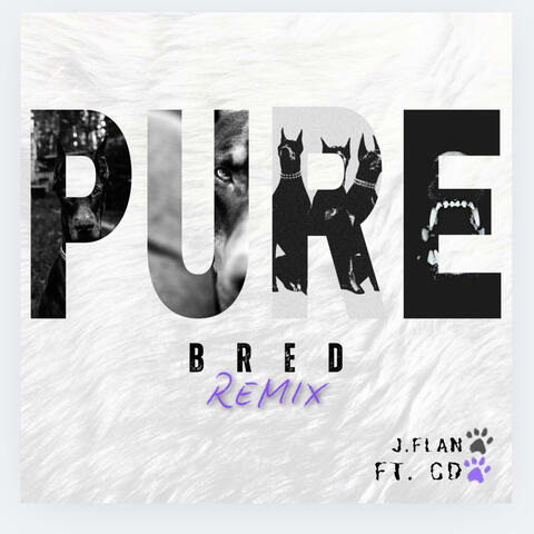 PURE BRED (feat. CD) [Radio Edit]