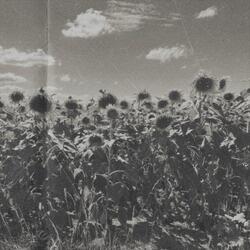 Cross Pollination (feat. Wesley Kennis)