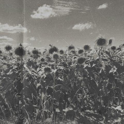 Cross Pollination (feat. Wesley Kennis)