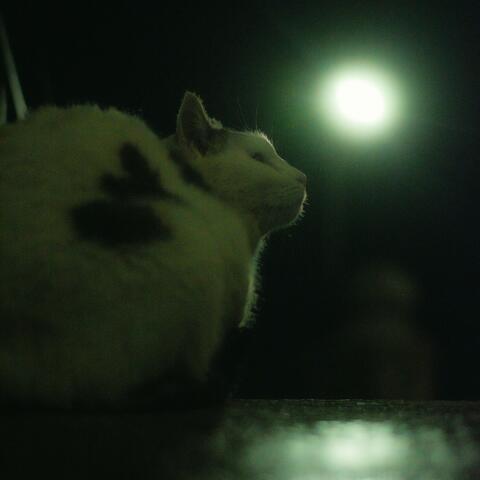 Another Lonely Night