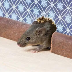 there's a mouse in my house.......