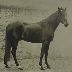 Super Napalm Fisting Mosquito Bath