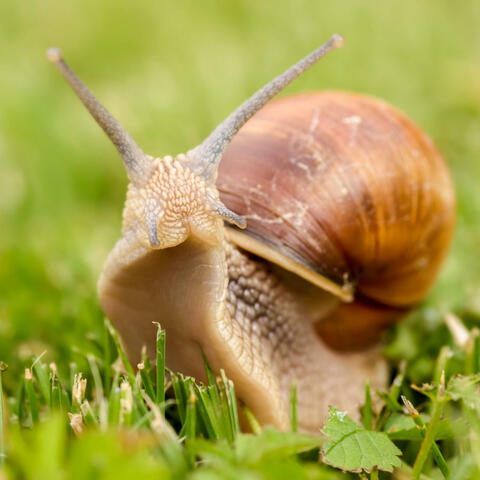 SNAIL