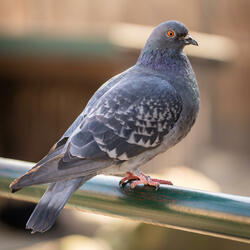 pigeon