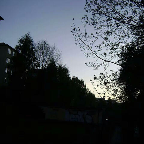 Warm Forest