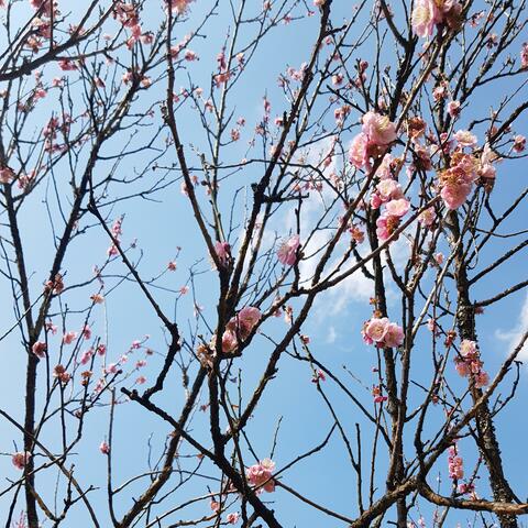 Still (บ้านข้างวัด) (Rare Demo Version)