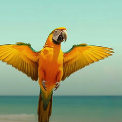 Machuca (Brazil Funk)